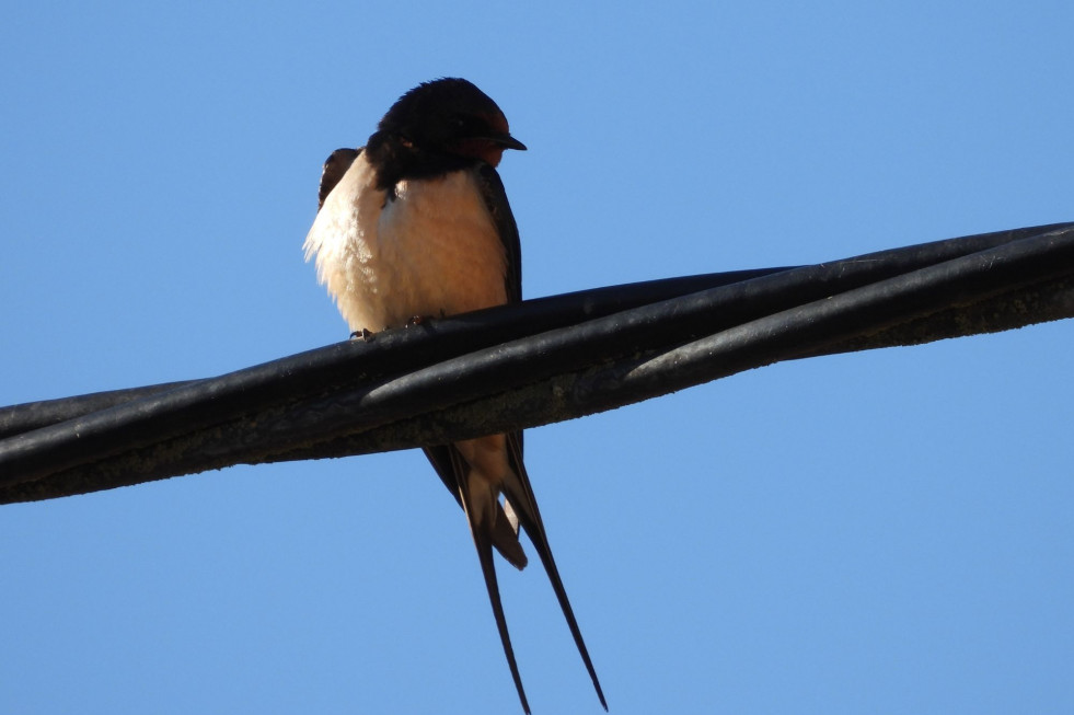 Golondrina