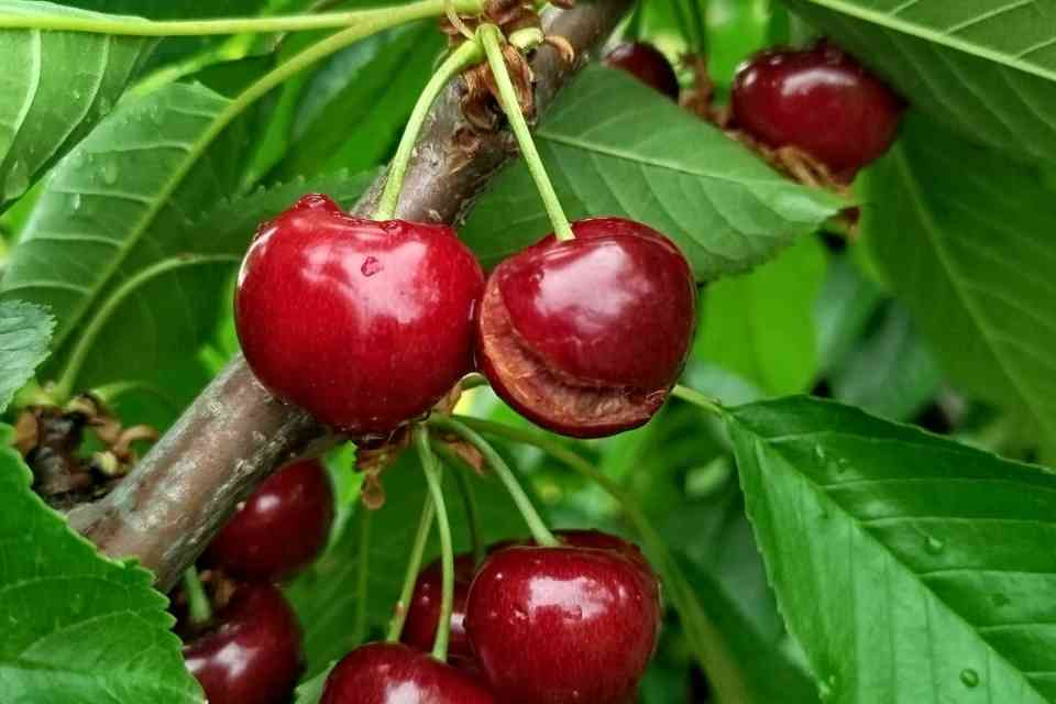 Cerezas rajadas