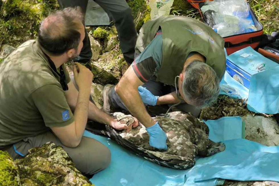 Quebranta huesos