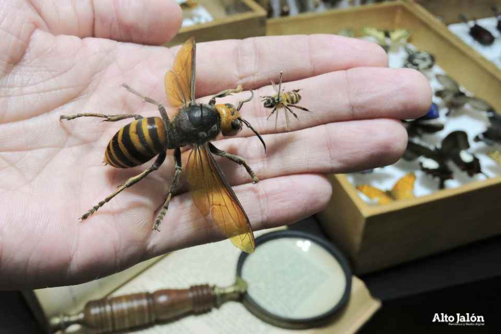 Avispa asiática