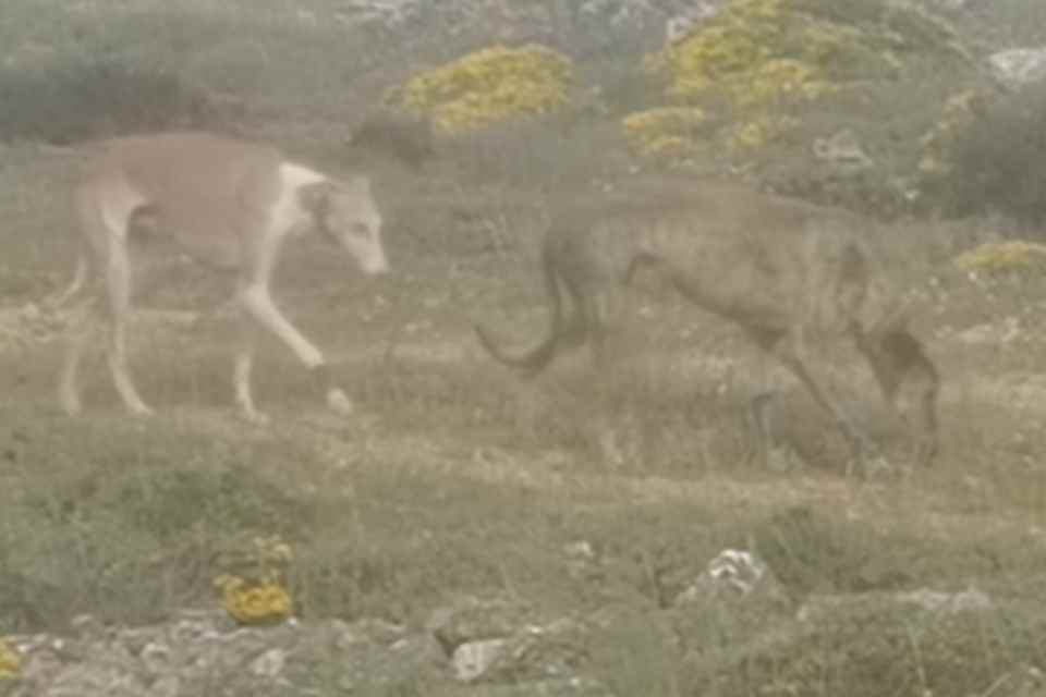 Galgos
