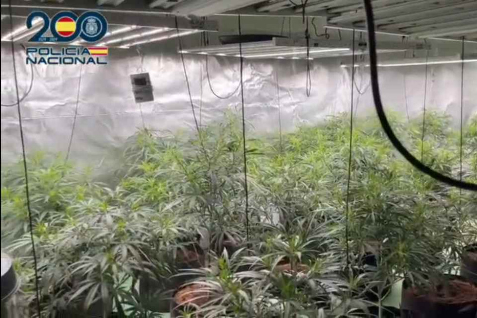 MARIHUANA