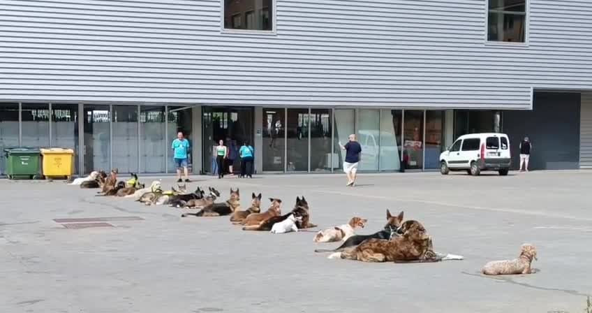 Adiestramiento canino ucem enrique molina (1)