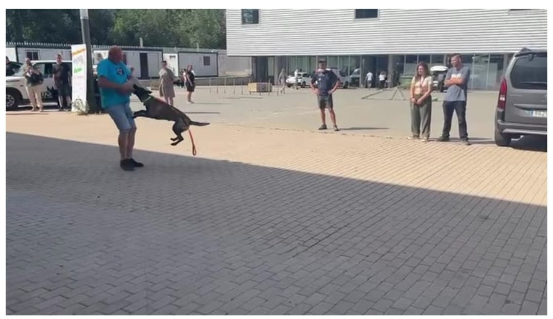 Adiestramiento canino ucem enrique molina (3)