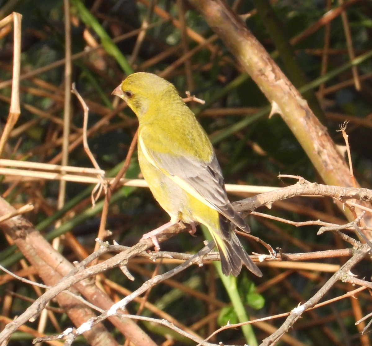 DSCN5847