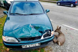 Accidente corzo