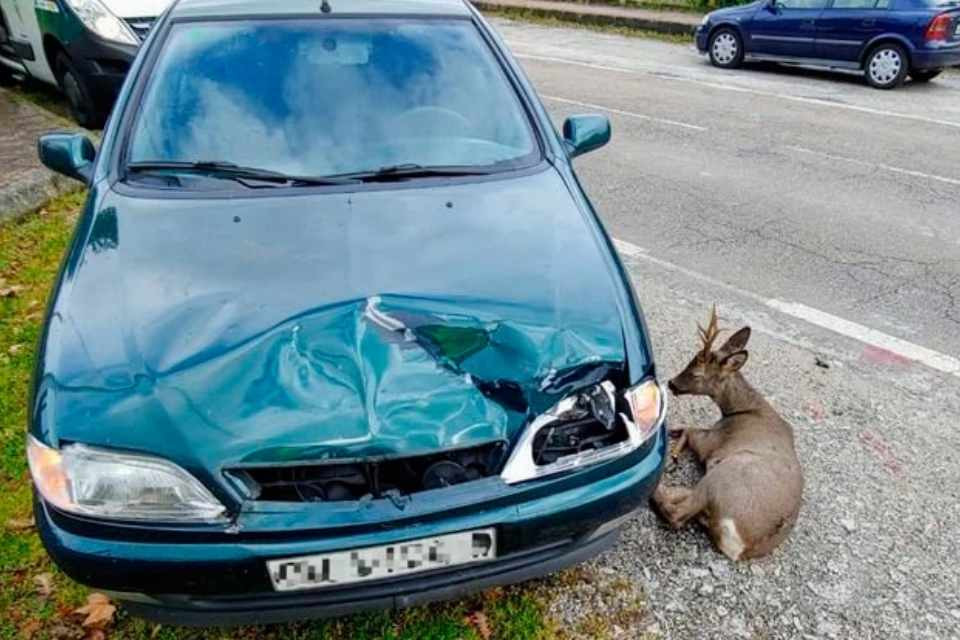 Accidente corzo