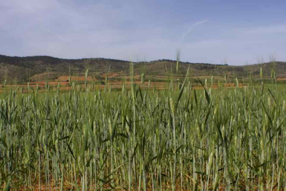 SEGUROS AGRARIOS
