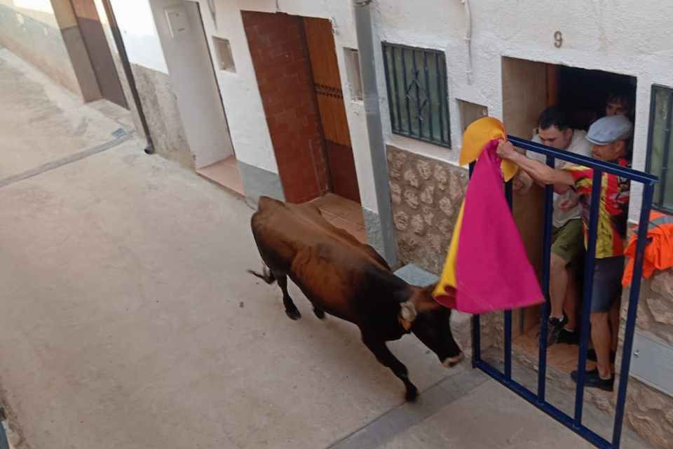 Vaquillas ibdes 3