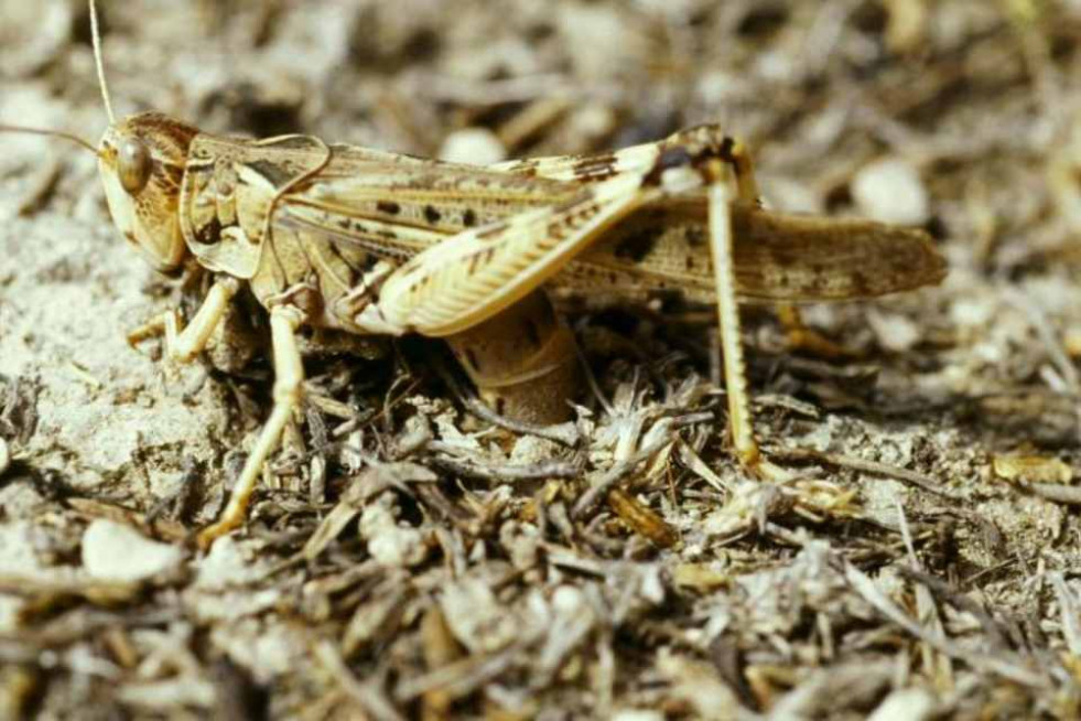 PLAGA LANGOSTA