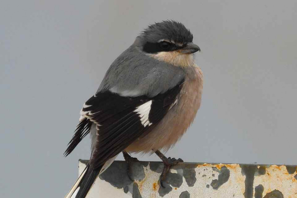 ALCAUDÓN MERIDIONAL