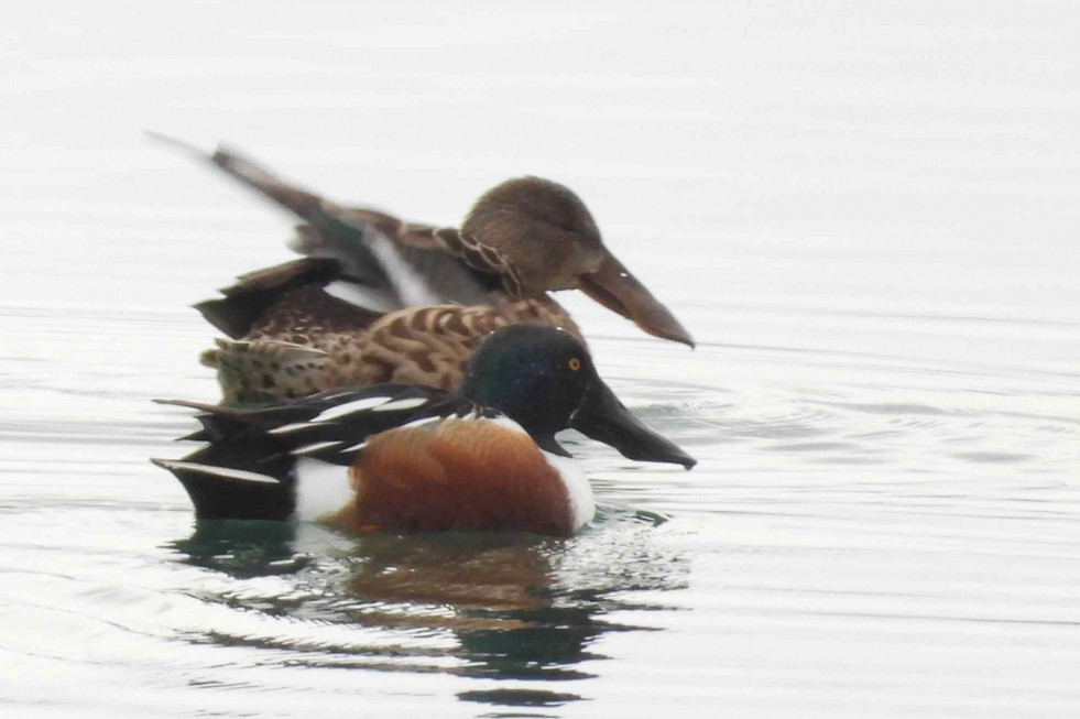 976 840 472 646 082 230 (49)