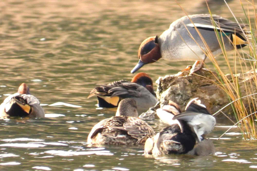 976 840 472 646 082 230 (44)